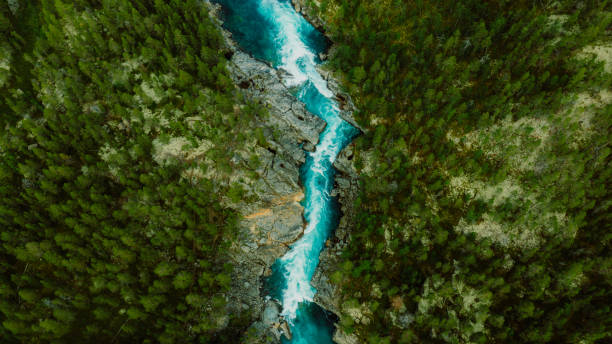 Insights - Aerial photo of river through forest