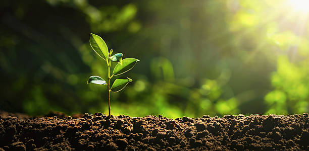 News - Emerging growth