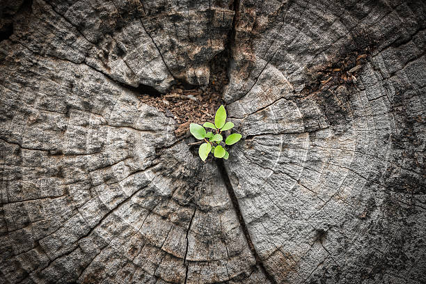 Videos - New growth on tree stump