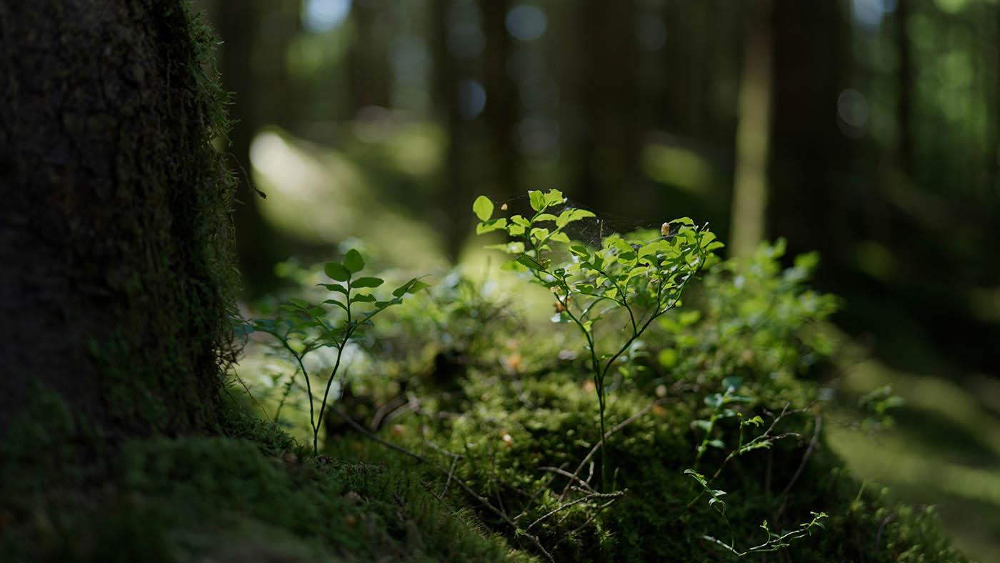 Emerging growth - plants in forest